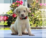 Small Photo #5 Labrador Retriever Puppy For Sale in MYERSTOWN, PA, USA