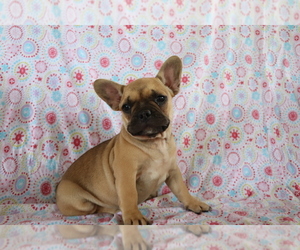 French Bulldog Puppy for sale in SHILOH, OH, USA