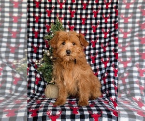 Poovanese Puppy for sale in KIRKWOOD, PA, USA