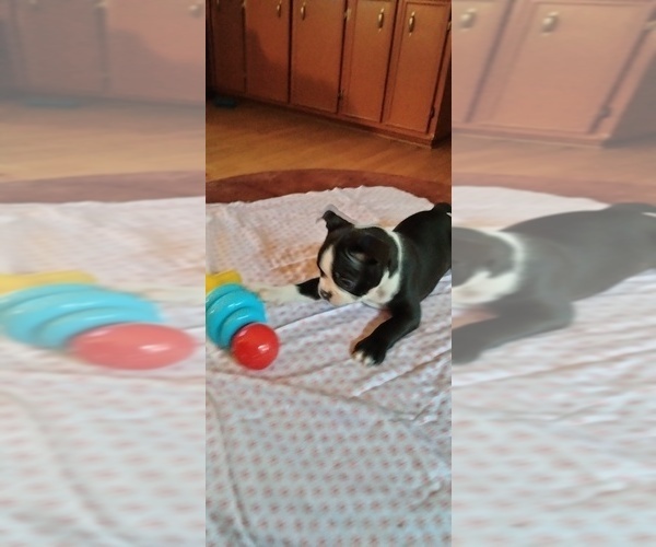 Medium Photo #11 Boston Terrier Puppy For Sale in LIVERPOOL, TX, USA