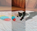 Small Photo #11 Boston Terrier Puppy For Sale in LIVERPOOL, TX, USA