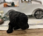 Small Photo #6 Aussiedoodle Puppy For Sale in FRANKLINTON, LA, USA