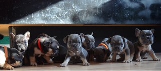 French Bulldog Puppy for sale in CLIFTON, NJ, USA