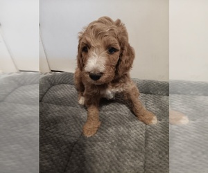 Poodle (Standard)-Springerdoodle Mix Puppy for sale in MONTELLO, WI, USA