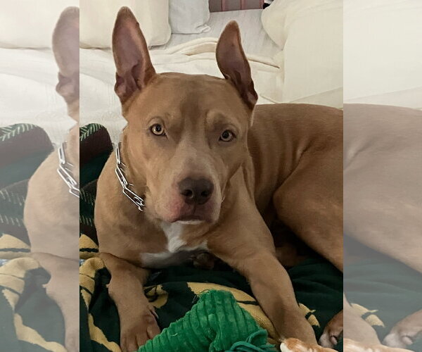Medium Photo #1 American Pit Bull Terrier Puppy For Sale in Holly Springs, NC, USA