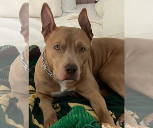 American Pit Bull Terrier Dogs for adoption in Holly Springs, NC, USA