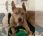 Coda - Male American Pit Bull Terrier Dog for Adoption - Small photo