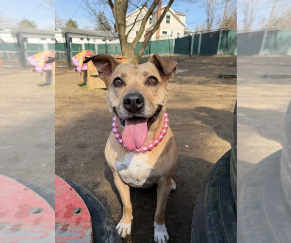 Medium Photo #9 American Staffordshire Terrier-Unknown Mix Puppy For Sale in Brewster, NY, USA