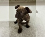 Small #3 French Bulldog