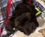 Puppy Puppy 5 Shorkie Tzu
