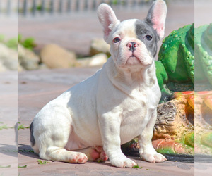 French Bulldog Puppy for sale in NEEDHAM, MA, USA