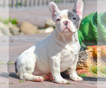 Small Photo #1 French Bulldog Puppy For Sale in NEEDHAM, MA, USA