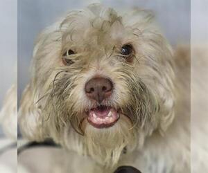 Havanese-Unknown Mix Dogs for adoption in San Antonio, TX, USA