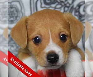 Chiweenie Dogs for adoption in Huntley, IL, USA