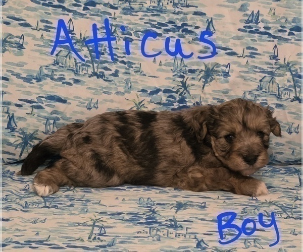 Medium Photo #8 Chizer Puppy For Sale in MONTEZUMA, GA, USA