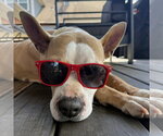Small #2 American Staffordshire Terrier Mix