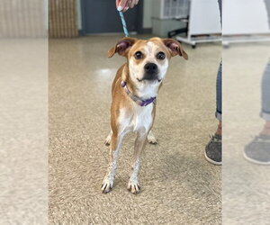 Mutt Dogs for adoption in Westminster, MD, USA