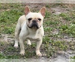 Small Photo #1 French Bulldog Puppy For Sale in NAPLES, FL, USA