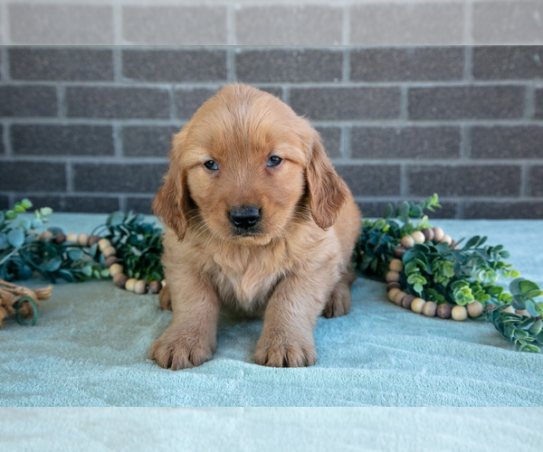 Medium Photo #13 Golden Retriever Puppy For Sale in MILLERSBURG, OH, USA
