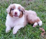 Small Photo #2 Miniature Australian Shepherd Puppy For Sale in POPLARVILLE, MS, USA