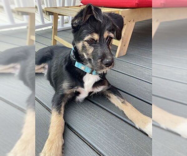 Medium Photo #4 Australian Shepherd-Unknown Mix Puppy For Sale in Columbus, IN, USA