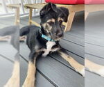 Small #3 Australian Shepherd Mix