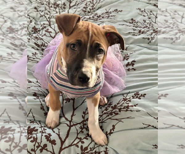 Medium Photo #6 Mutt Puppy For Sale in OKLAHOMA CITY, OK, USA