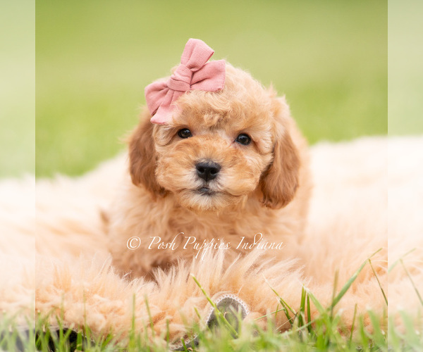 Medium Photo #4 Goldendoodle (Miniature) Puppy For Sale in WARSAW, IN, USA
