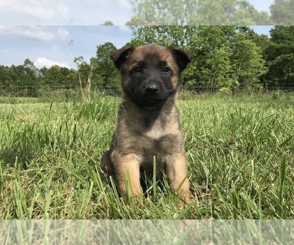 Medium Photo #6 Belgian Malinois Puppy For Sale in WEST PLAINS, MO, USA