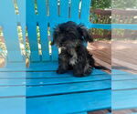 Small #3 Mutt