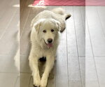 Small #12 Great Pyrenees