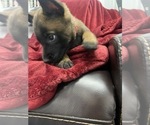 Small Photo #51 Belgian Malinois Puppy For Sale in REESEVILLE, WI, USA