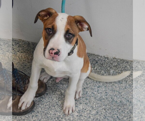 Medium Photo #3 American Staffordshire Terrier-Boxer Mix Puppy For Sale in Huntley, IL, USA