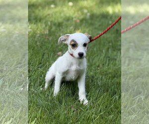 Mutt Dogs for adoption in Yardley, PA, USA