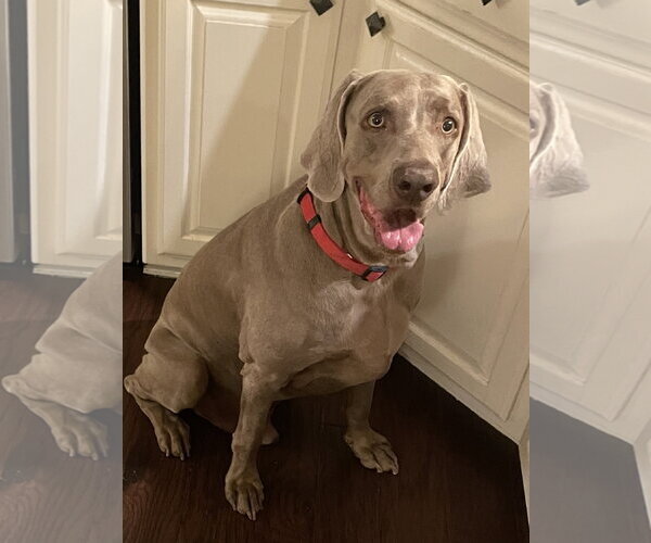 Medium Photo #5 Weimaraner Puppy For Sale in Fort Worth, TX, USA