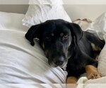 Small #5 Coonhound-Labrador Retriever Mix