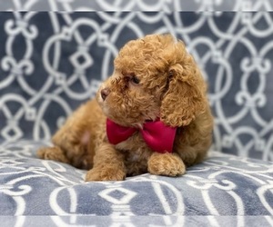 Cavapoo Puppy for sale in LAKELAND, FL, USA