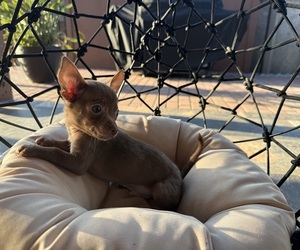 Chihuahua Puppy for sale in WEBSTER, FL, USA