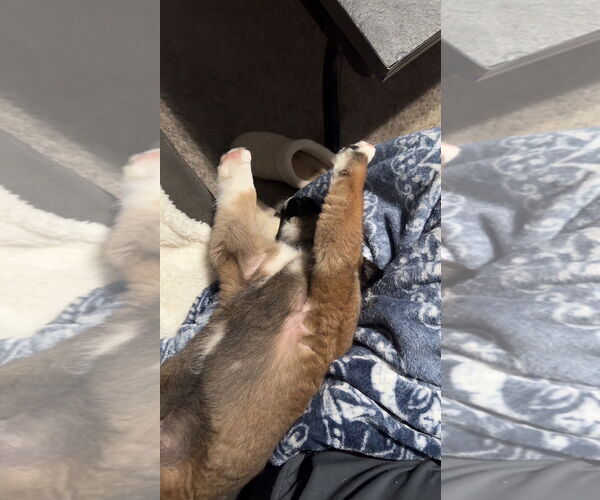 Medium Photo #4 Akita-Unknown Mix Puppy For Sale in Plainfield, IL, USA