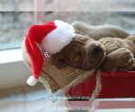 Small Photo #22 Goldendoodle Puppy For Sale in DENISON, TX, USA