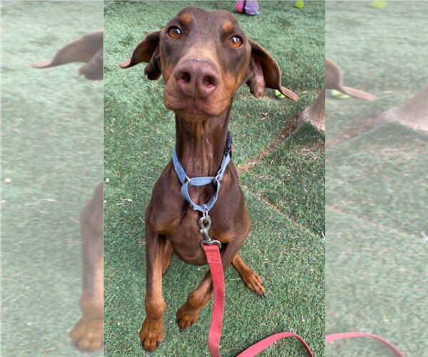 Medium Photo #3 Doberman Pinscher Puppy For Sale in Lakewood, CO, USA