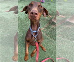 Small #2 Doberman Pinscher