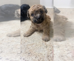 Poodle (Miniature) Puppy for sale in AURORA, CO, USA