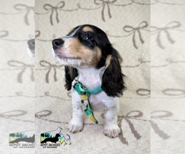 Medium Photo #1 Dachshund Puppy For Sale in SOUTH EASTON, MA, USA