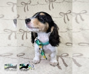 Dachshund Puppy for sale in SOUTH EASTON, MA, USA