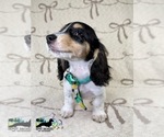 Image preview for Ad Listing. Nickname: Pip