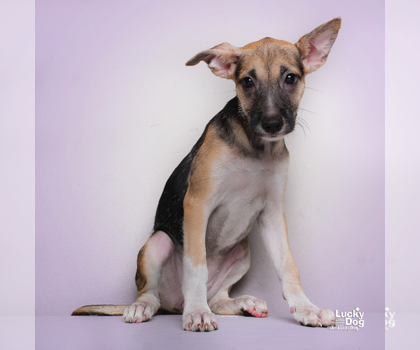 Medium Photo #2 Mutt Puppy For Sale in Washington, DC, USA