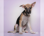 Small #1 Mutt