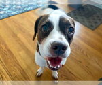 Small Photo #12 French Bulldog-Unknown Mix Puppy For Sale in Mundelein, IL, USA