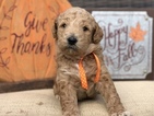 Small Photo #4 Goldendoodle Puppy For Sale in LEXINGTON, SC, USA